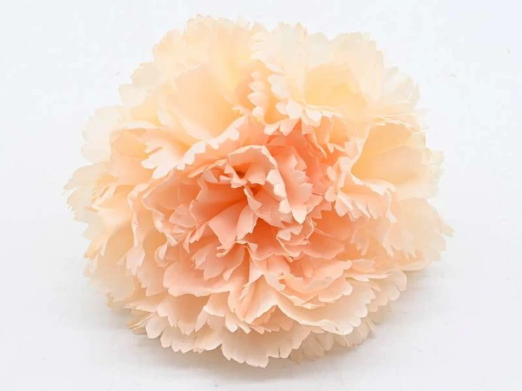Goździk wyrobowy CV31484 24szt/opak PEACH