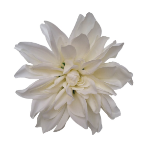 Dalia wyrobowa 17cm (24 szt) CREAM