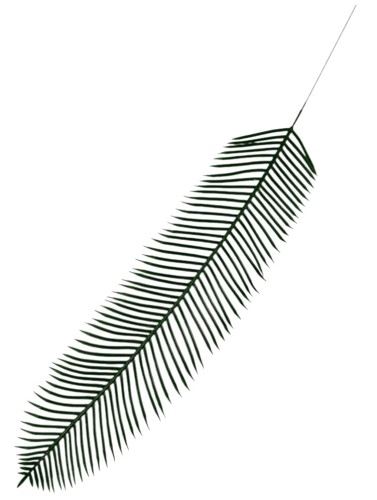 Liść cykas 52cm L246 12szt/opak