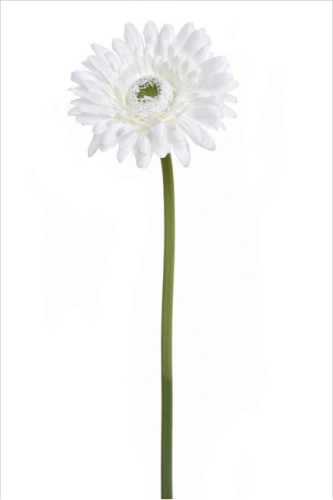 Gerbera pojedyncza 40cm WHITE