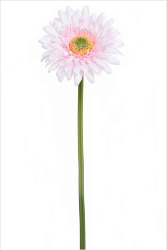 Gerbera pojedyncza 40cm PEARL PINK