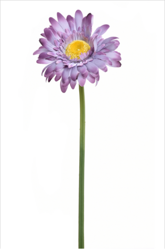  Gerbera pojedyncza 40cm GRAPE