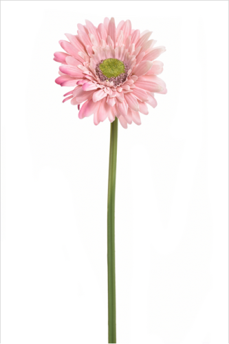  Gerbera pojedyncza 40cm DIRTY PINK