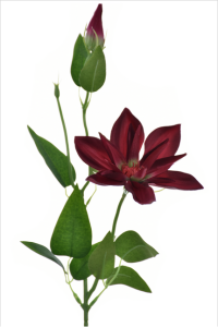 Klematis na piku 45cm BURGUNDY