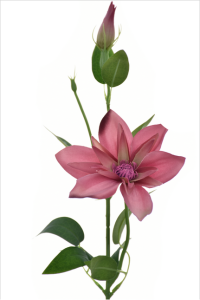 Klematis na piku 45cm FLAMINGO