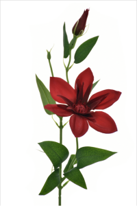 Klematis na piku 45cm RED