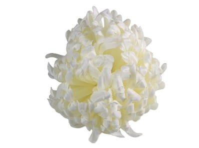 Chryzantema wyrobowa 14cm