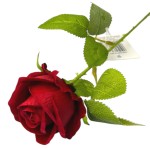 Gałązka róża welur 51cm RED