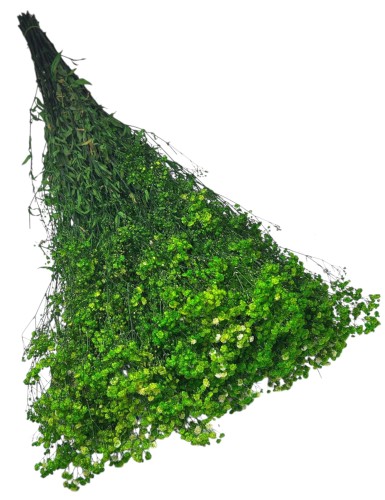 Gipsówka stabilizowana zielona 400g
