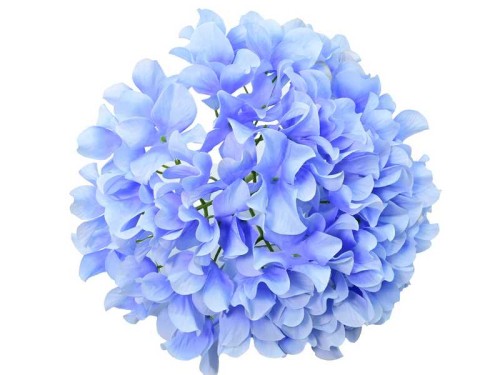 Hortensja wyrobowa niebieski CV34800-4