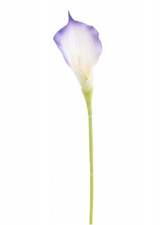 Kalla pojedyncza AFL0996