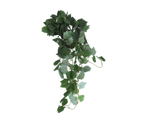 Bluszcz zwisający 110cm