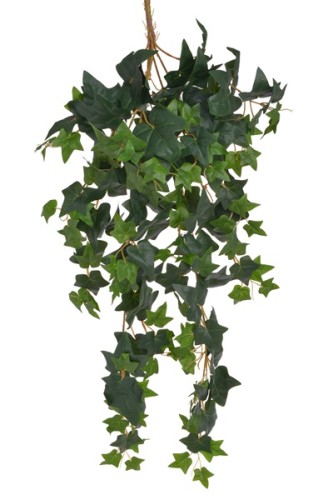 Wiszący krew bluszczu 90cm