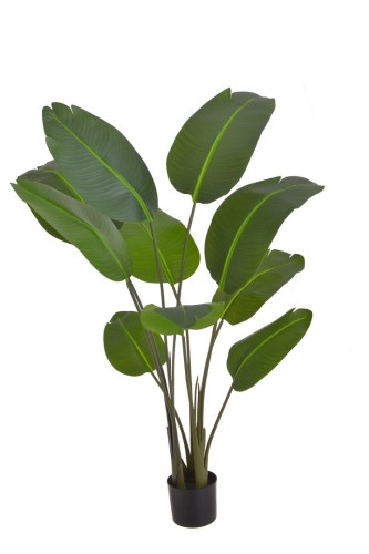 Strelicja w doniczce 150cm