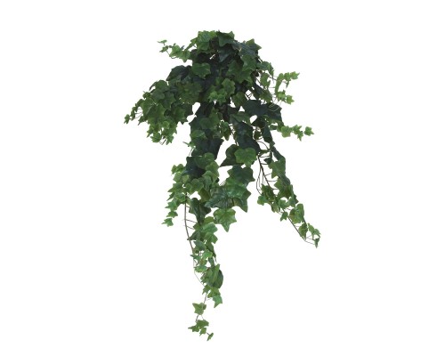 Bluszcz hedera