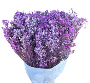 Gipsówka stabilizowana jasny fiolet 400g