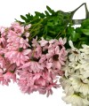 BUKIET RUMIANEK CV33536-MIX.1