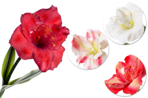 Gałązka amarylis 55cm mix