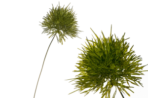 Gałązka czosnek 40cm