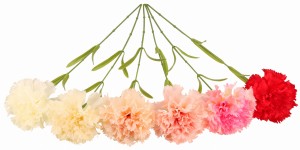 Gałązka goździk 60cm mix kolorów