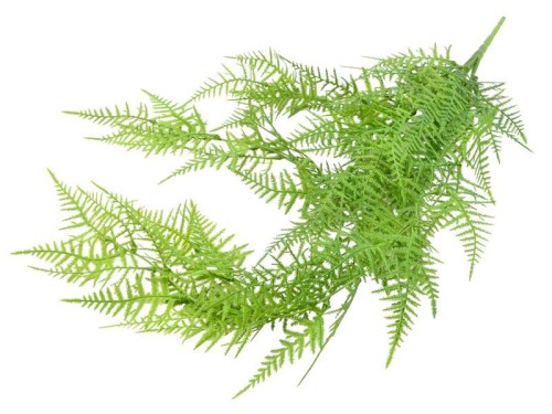 Zwis paproć CV33219