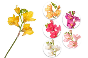 Gałązka frezja 55cm mix