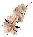 Magnolia piankowa 103cm 
