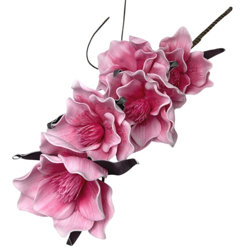 Magnolia piankowa 103cm