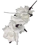 Magnolia piankowa 103cm