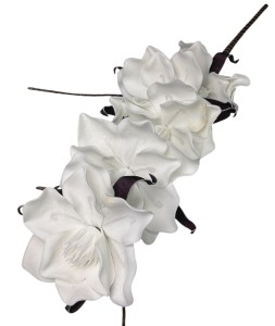 Magnolia piankowa 103cm