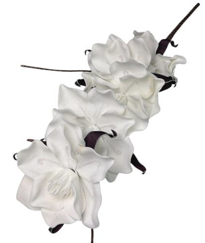 Magnolia piankowa 103cm
