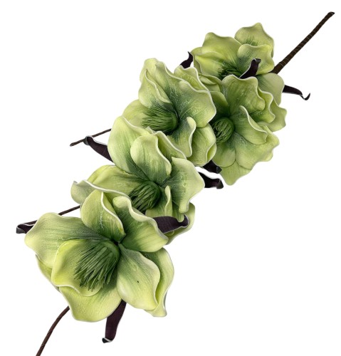 Magnolia piankowa 103cm