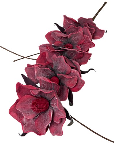 Magnolia piankowa 103cm
