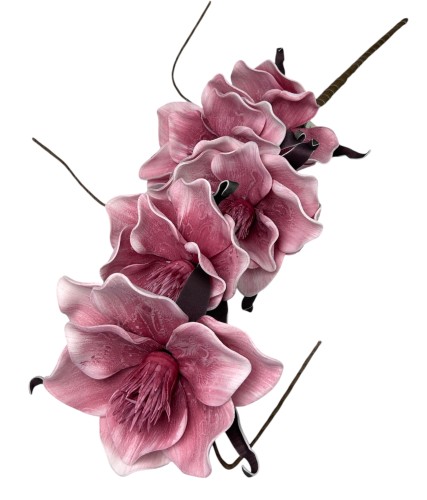 Magnolia piankowa 103cm