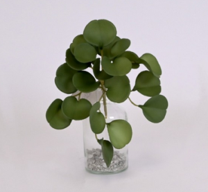 Krzew kauczuk 21cm