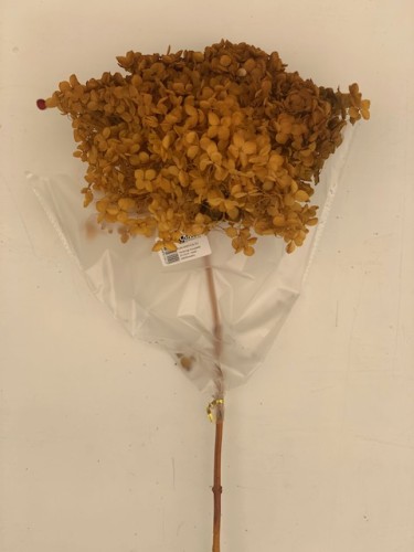 Hortensja stabilizowana 20-25cm