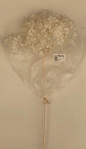 Hortensja stabilizowana 20-25cm