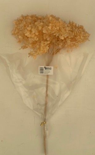 Hortensja stabilizowana 20-25cm