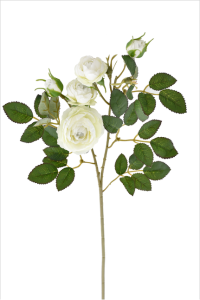 Róża gałązkowa White