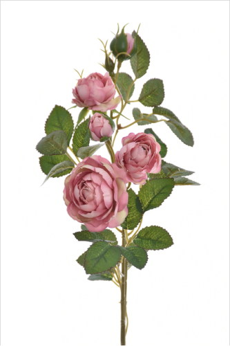 Róża gałązkowa Mauve Lt Pink