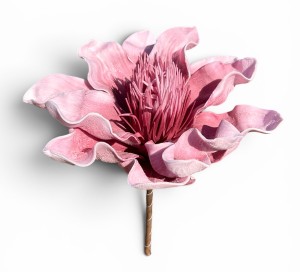 Magnolia piankowa 15cm