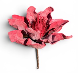 Magnolia piankowa 15cm