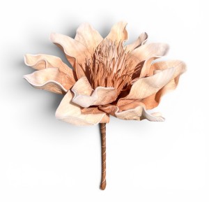 Magnolia piankowa 15cm