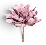 Magnolia piankowa 15cm