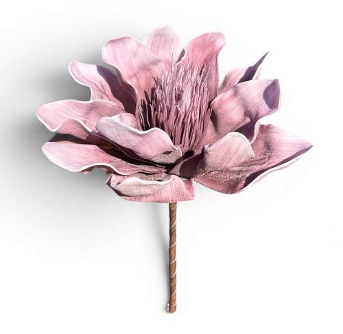 Magnolia piankowa 15cm
