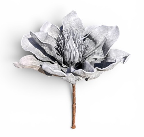 Magnolia piankowa 15cm