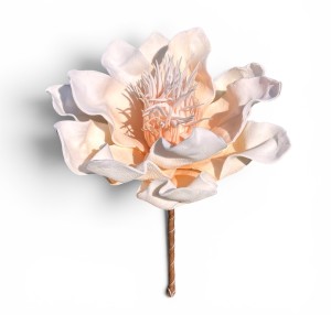 Magnolia piankowa 15cm