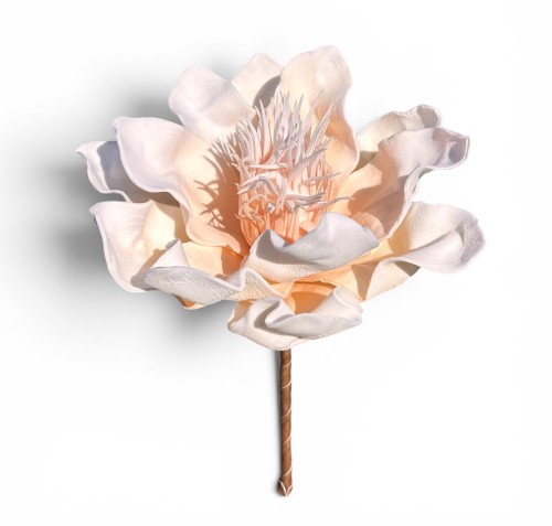 Magnolia piankowa 15cm