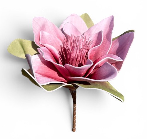 Magnolia piankowa 15cm