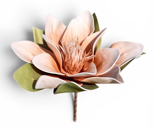 Magnolia piankowa 15cm